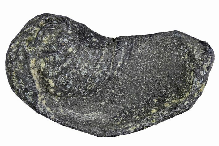 Fossil Whale Ear Bone - Miocene #177761